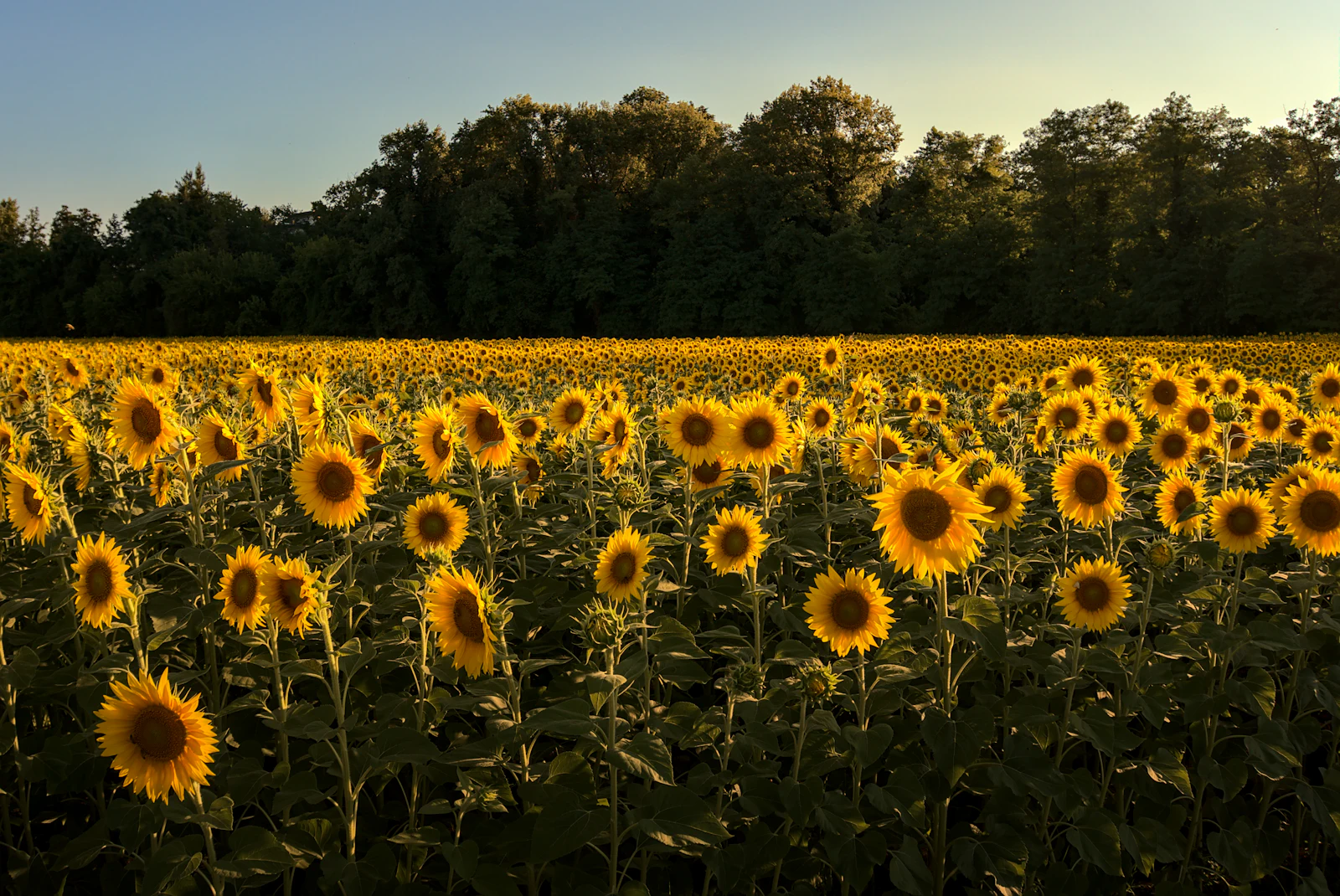 Sunflower field in bloom ahead of harvest